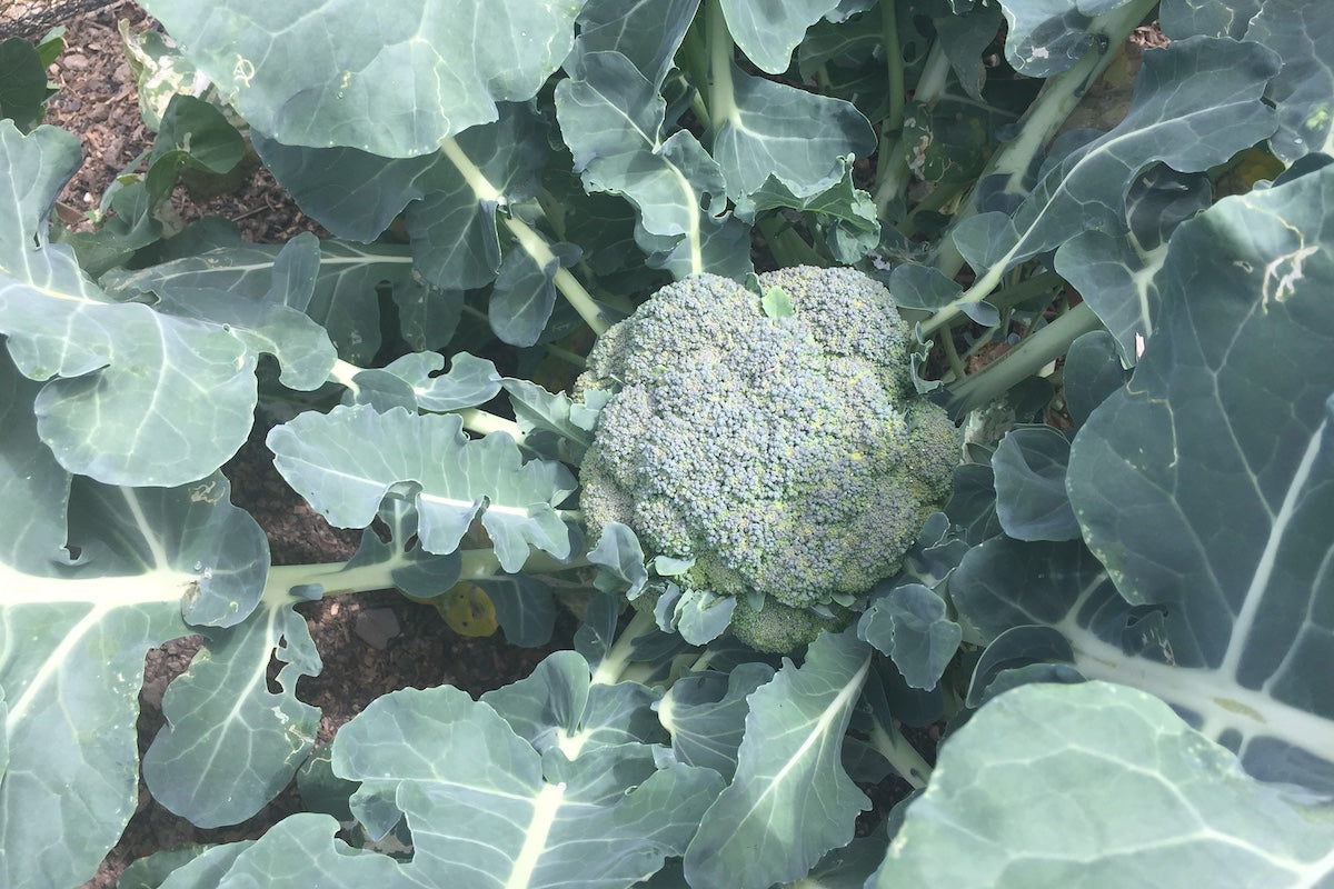 How to grow winter greens  broccoli, cabbage, cauliflower, kale and m
