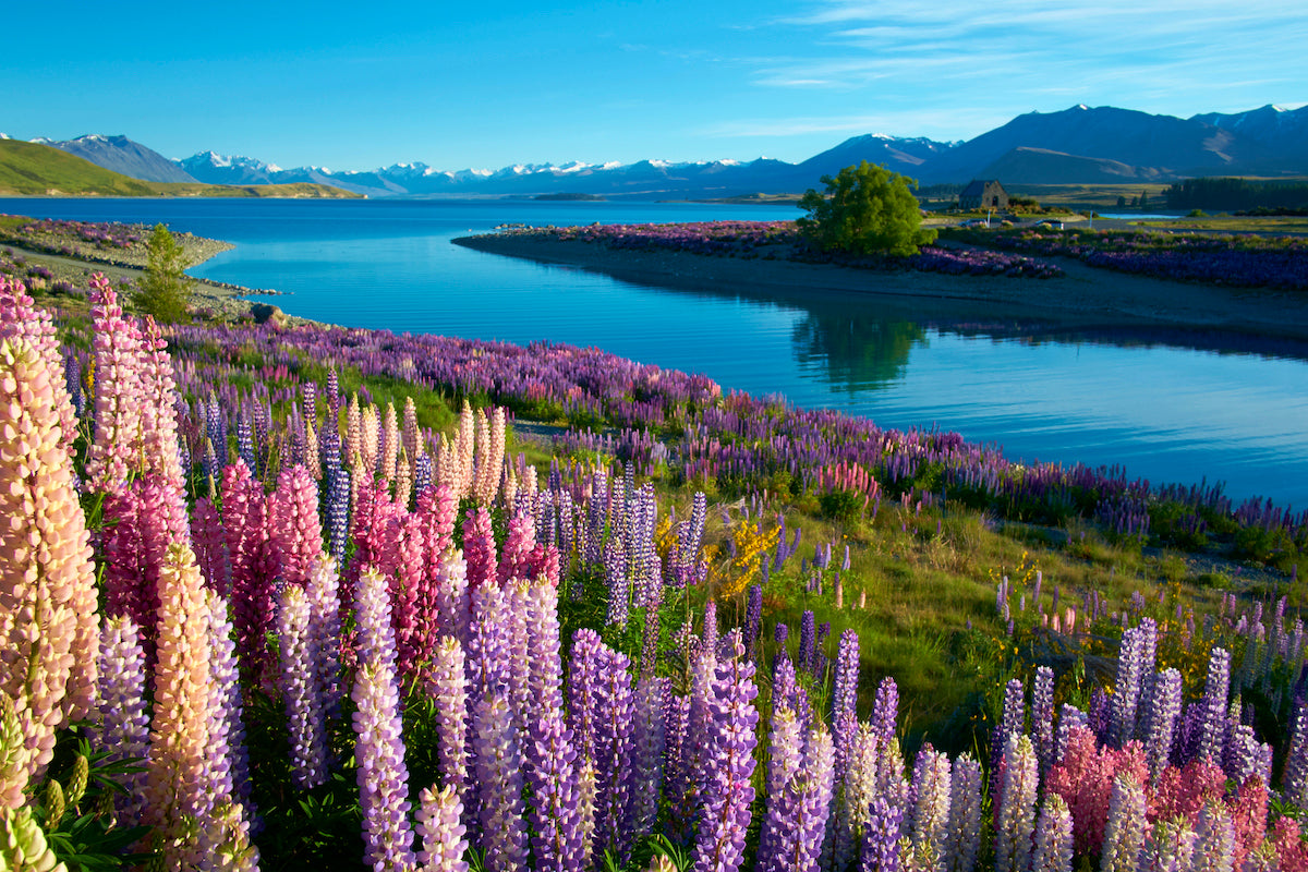 Visit New Zealand's Beautiful Backyard This Summer