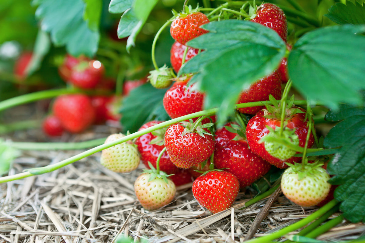 How To Grow Strawberries