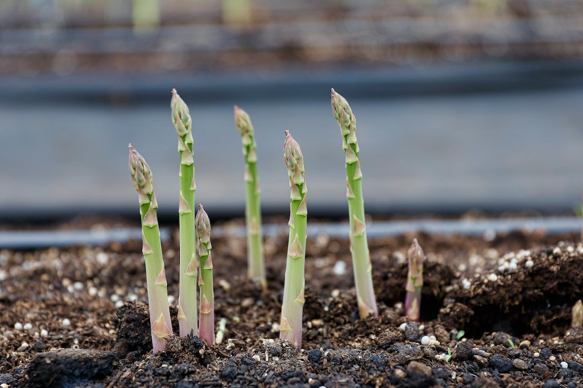 How to grow asparagus & stop greens going to seed
