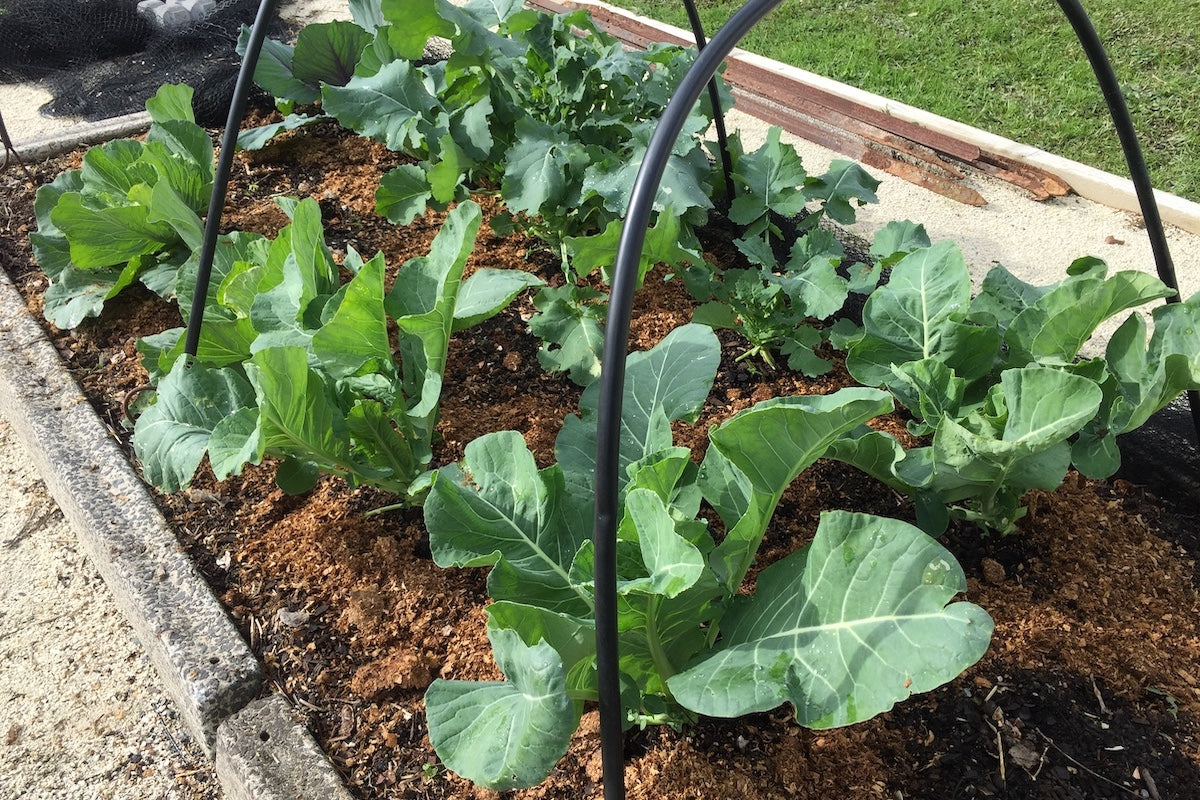 Planning for spring and summer planting