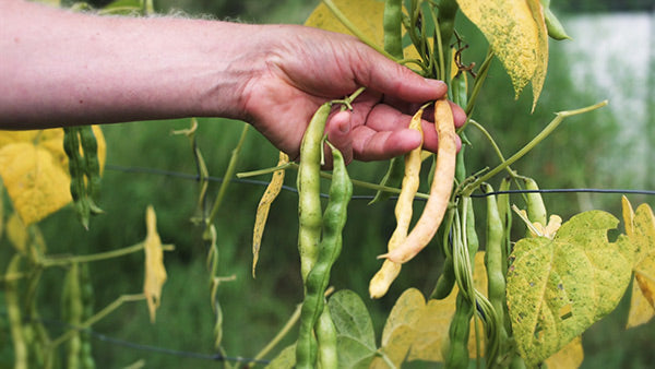 Why and how to save your seeds