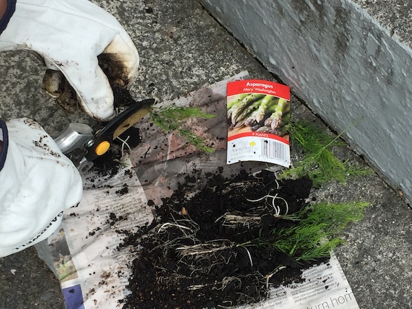 How to grow asparagus 02