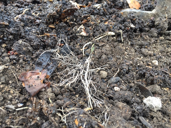 How to grow asparagus 03