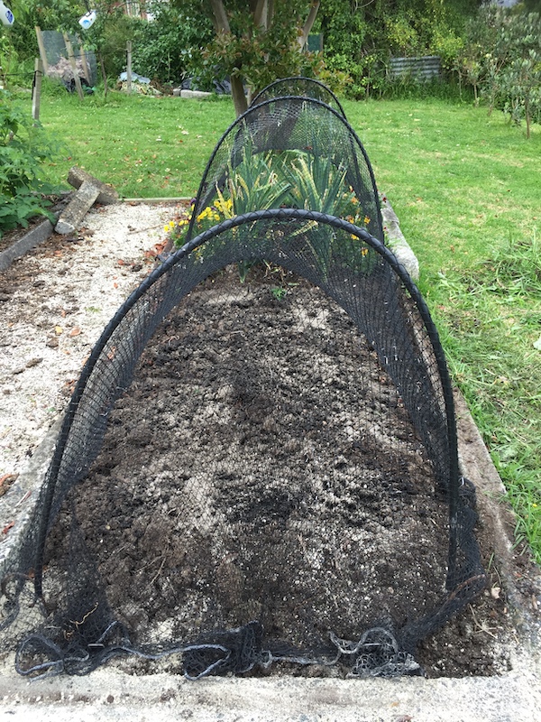 How to grow asparagus 04