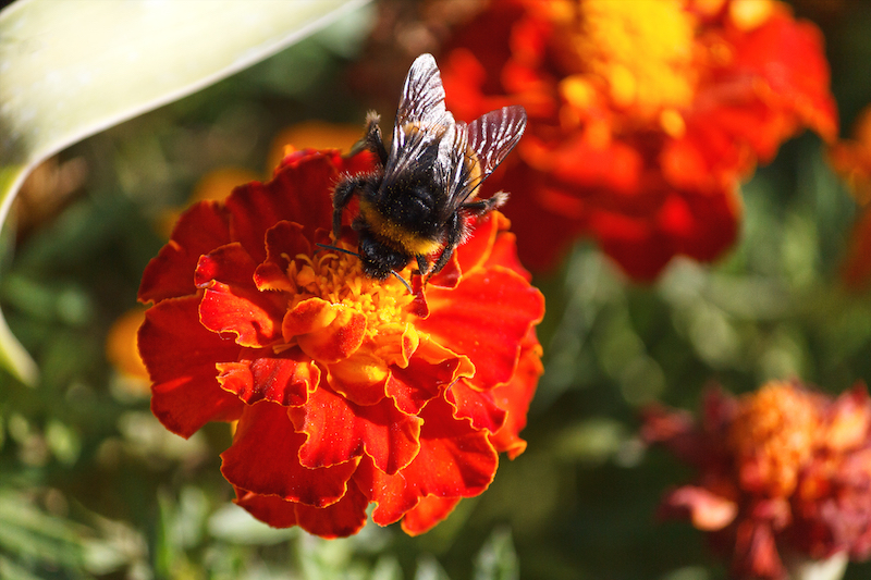 Help the pollinators, help the world