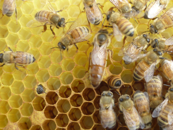 Six things you can do to help save our bees