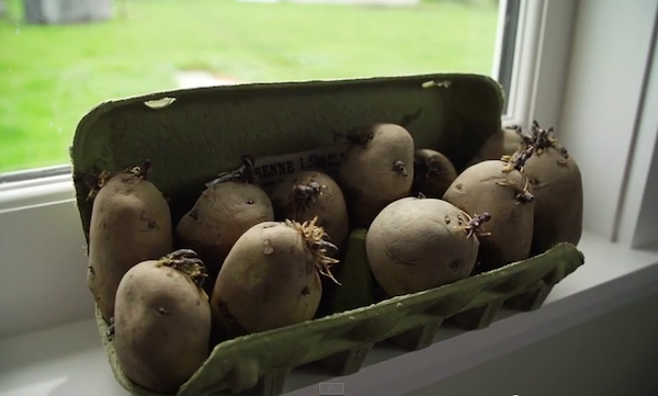 Seed potatoes