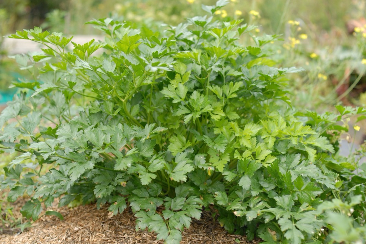 How to grow herbs