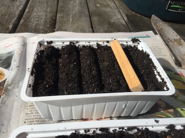 Potting seedlings