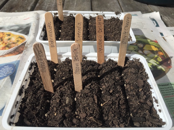 Seedling rows
