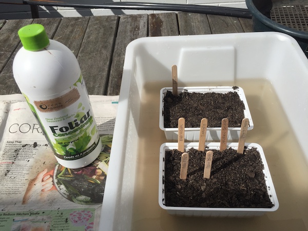 Watering seedlings