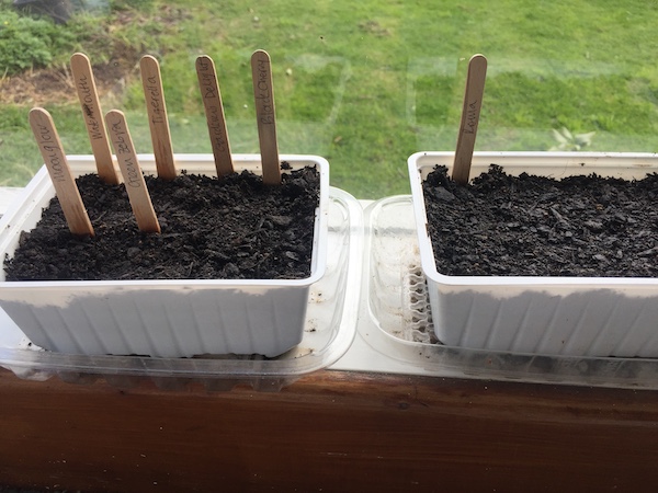 Seedlings on windowsill