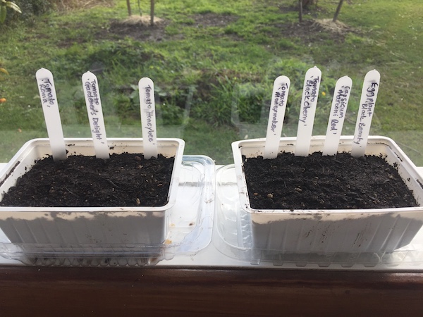 Seedlings on windowsill