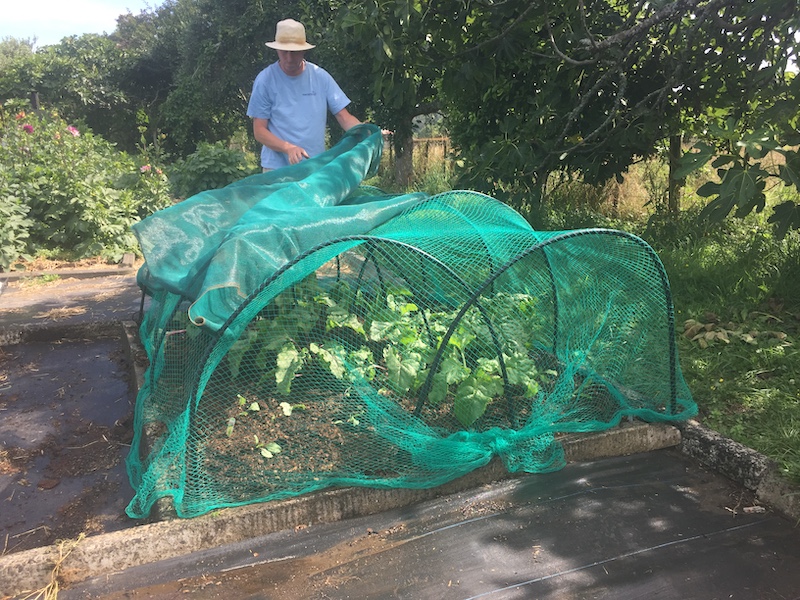 Plant netting for shade