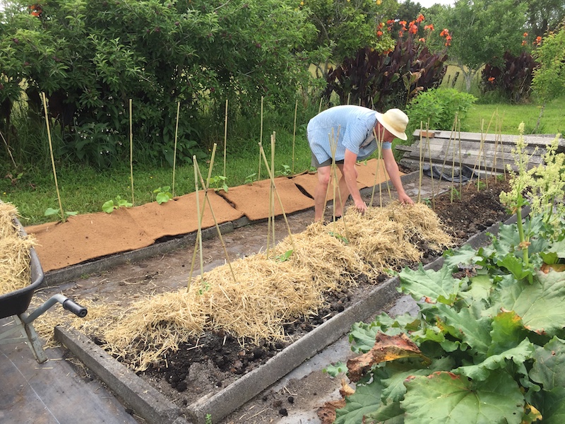 Mulching your garden