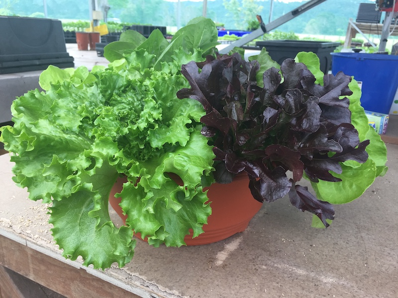 Container Lettuce