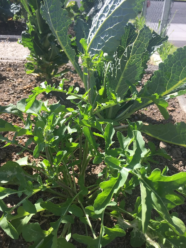 Going to seed 01