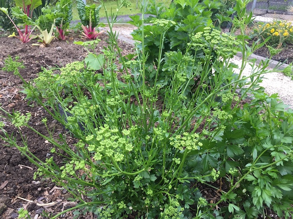 Going to seed 03