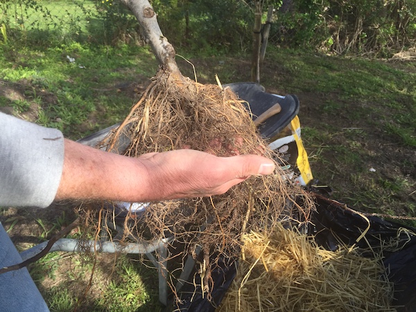 Fruit tree roots