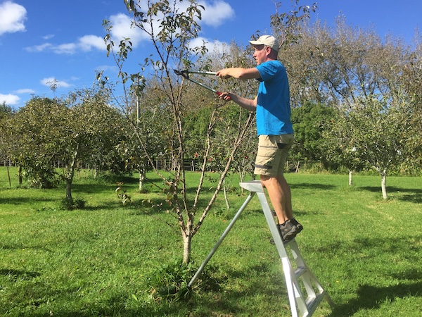 Pruning