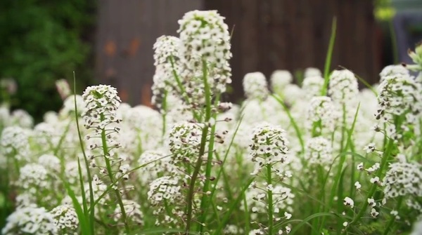 Flowering plants