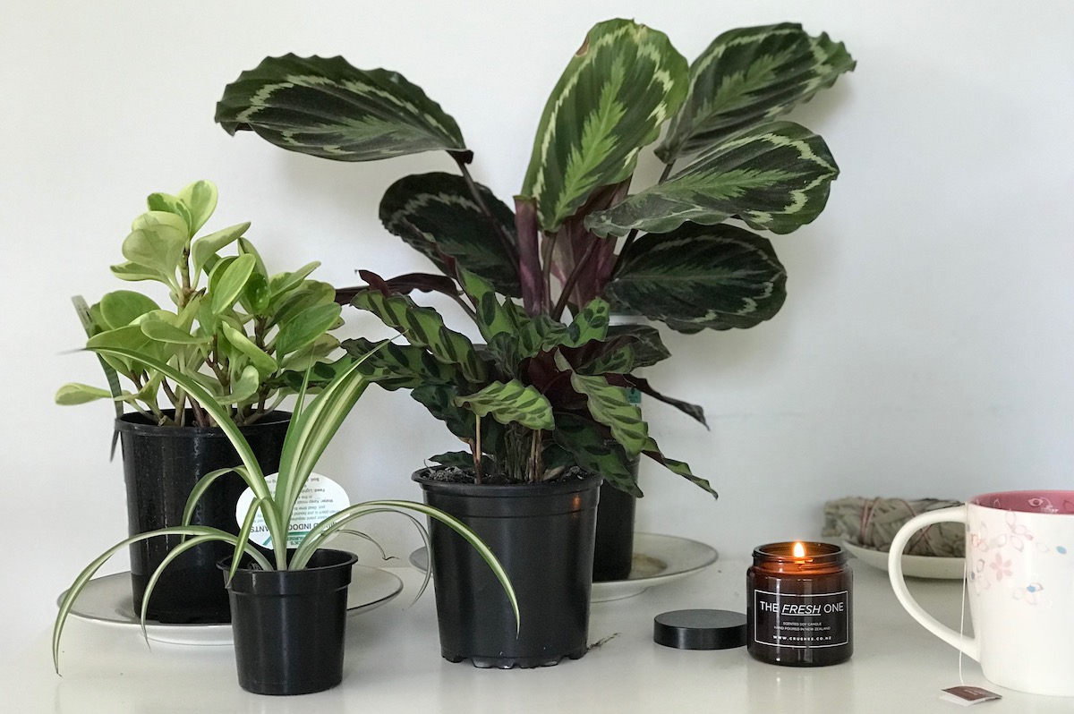 Indoor plants for a serial plant killer