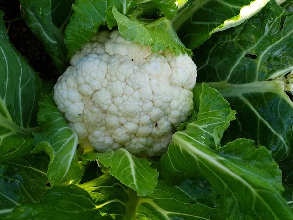 Cauliflower