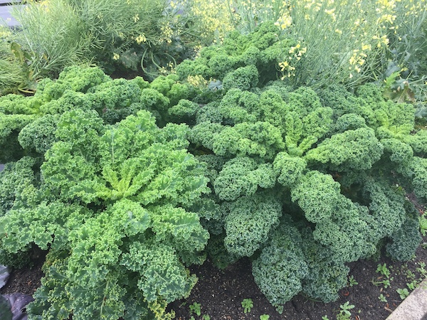 Kale