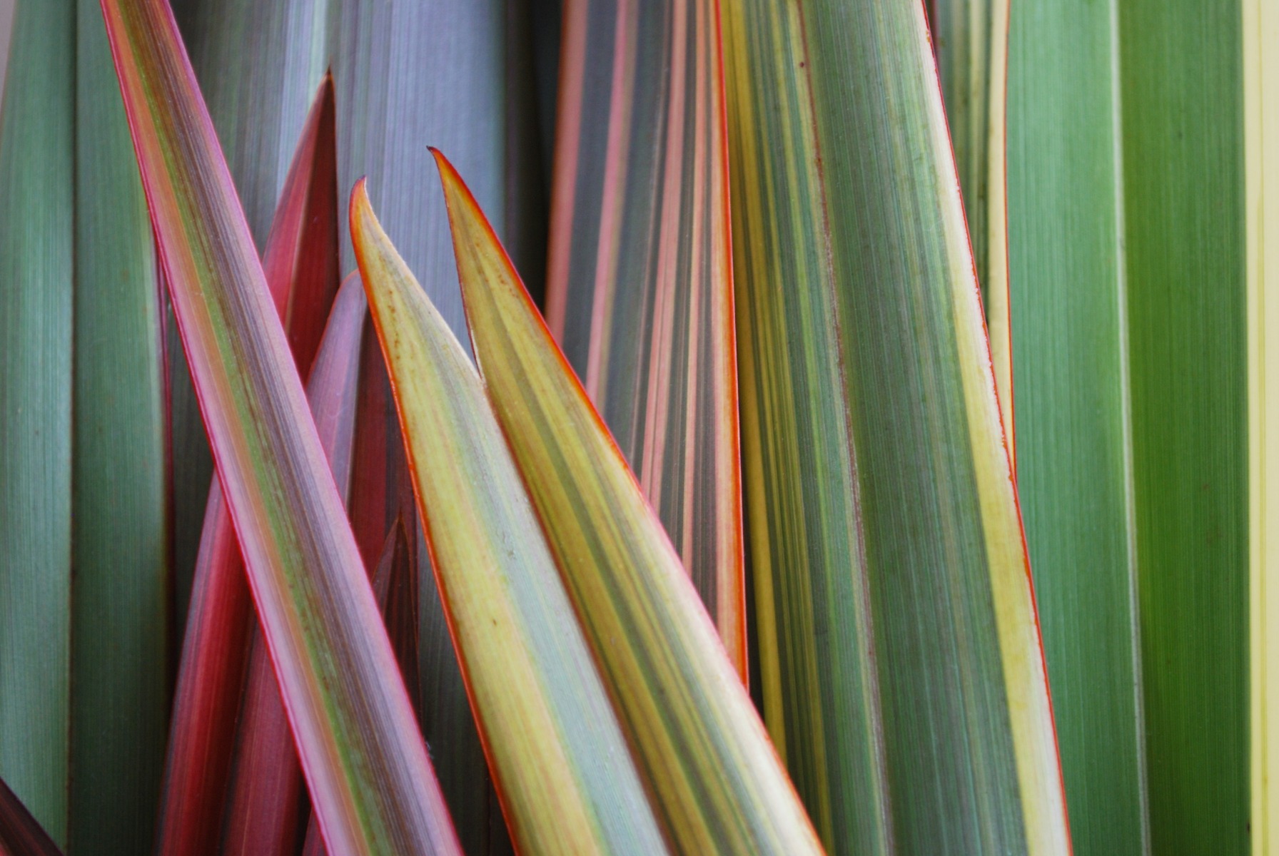 Plant and mineral based ingredients